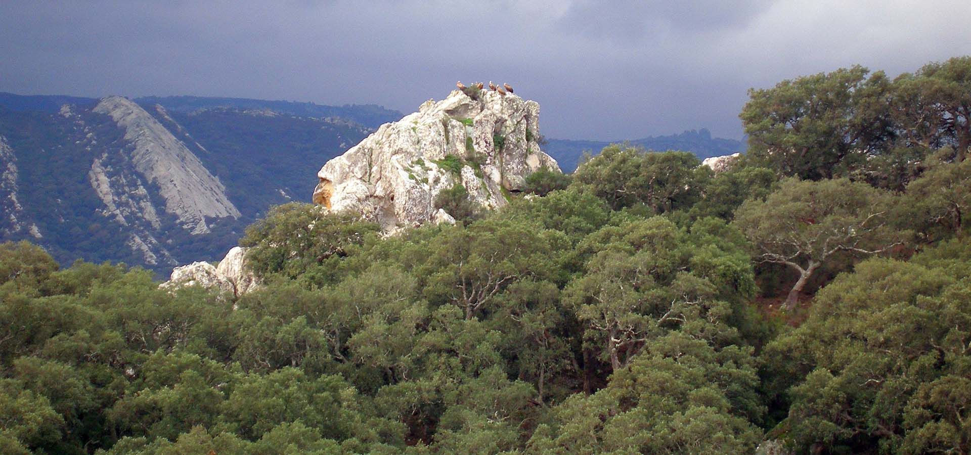 Parque Natural de los Alcornocales